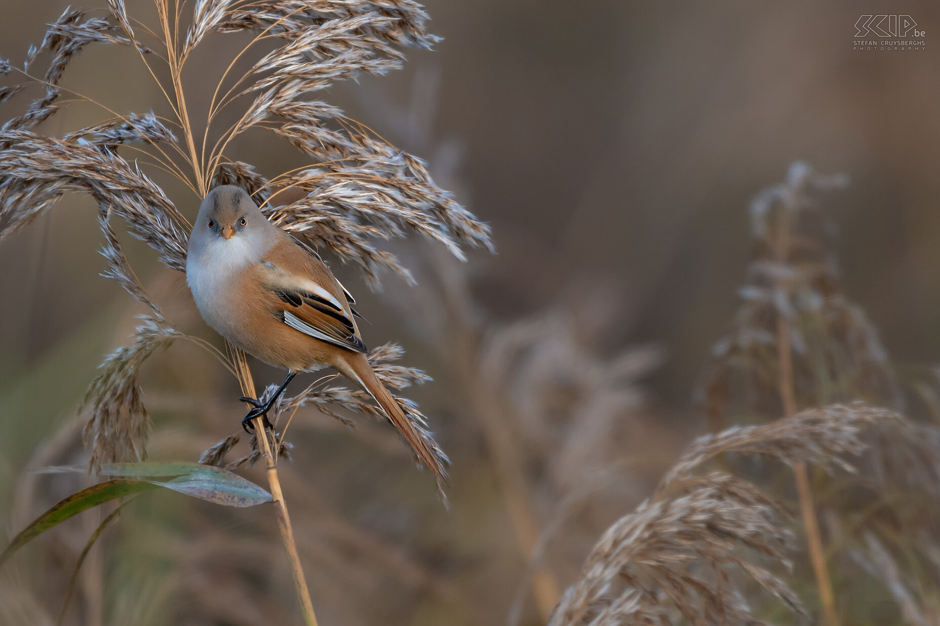 Baardmannetje Het baardmannetje kan je aantreffen in grote rietvelden, ze zijn vrij sociaal en ze worden meestal gezien in groepen van maximaal enkele tientallen vogels. Het volwassen mannetje heeft karakteristieke zwarte 'bakkebaarden'. Stefan Cruysberghs